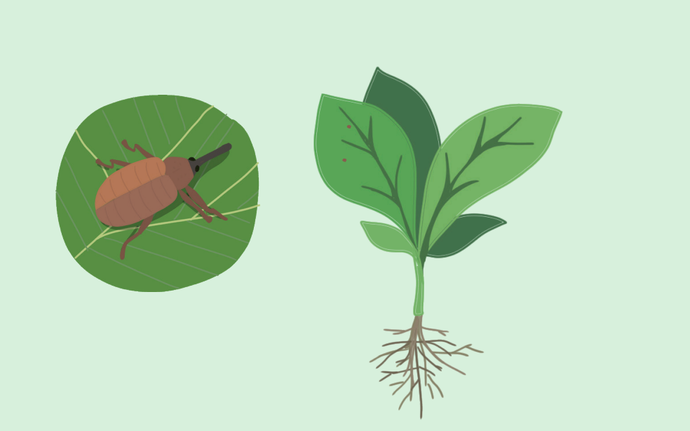 GUÍA PARA PREVENIR Y REDUCIR LA PÉRDIDA DE FRUTAS Y HORTALIZAS.     PARTE 2